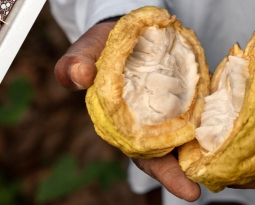 D’où vient le chocolat de La Bonbonnière ?